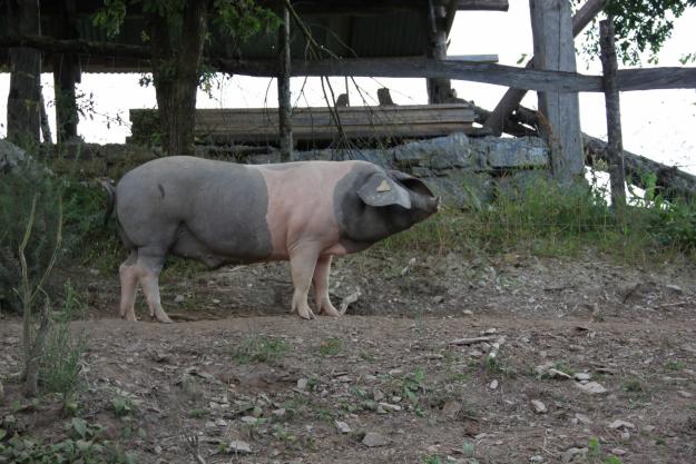 Cerdos celtas (Porcos celtas)