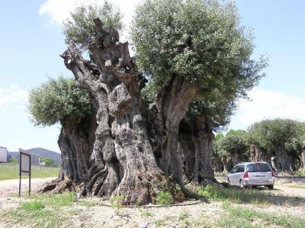 Olivos para jardines