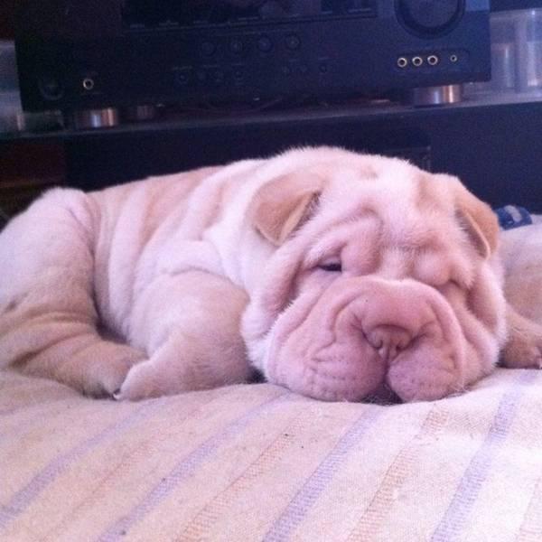 Shar pei cachorro para x-mas