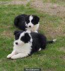 Vendo dos perritas Border Collie - mejor precio | unprecio.es