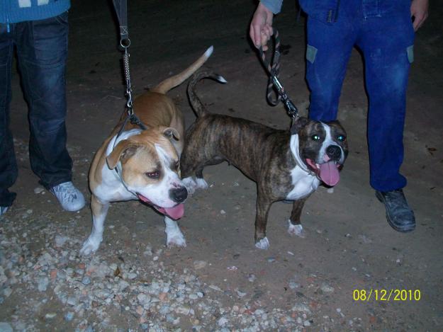 venta de cachorros de american stanford