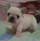 Bulldog frances macho y hembra , 150 - mejor precio | unprecio.es