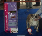 Bulldog ingles hembra de 2 años 1500 euros - mejor precio | unprecio.es
