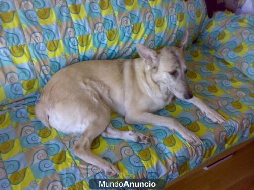 BUSCO UN NUEVO HOGAR
