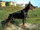 Cachorros Dobermann Ch.Italia - mejor precio | unprecio.es