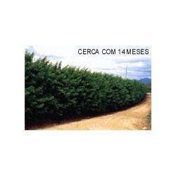 Cerca Viva (Sansão do Campo)