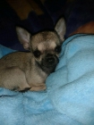 Chihuahua disponible !!!!! - mejor precio | unprecio.es