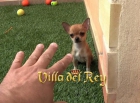 Extraordinaria Chihuahua de Bolsillo - mejor precio | unprecio.es