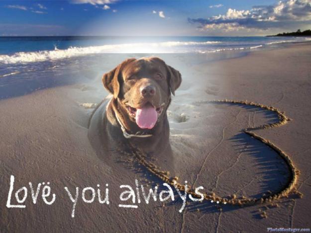 Labrador Retriever Larcan de Castilla - Inmejorable relación Calidad/Precio/Garantía