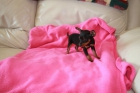 Pinscher Toy Malaga - mejor precio | unprecio.es