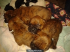 preciocos cachorros de boxer - mejor precio | unprecio.es