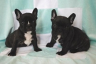 PRECIOSOS BULLDOG FRANCES - mejor precio | unprecio.es