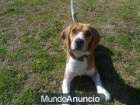 regalo beagle tricolor - mejor precio | unprecio.es