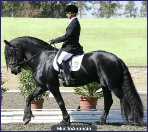 Regalo Caballo frison (macho y hembra )