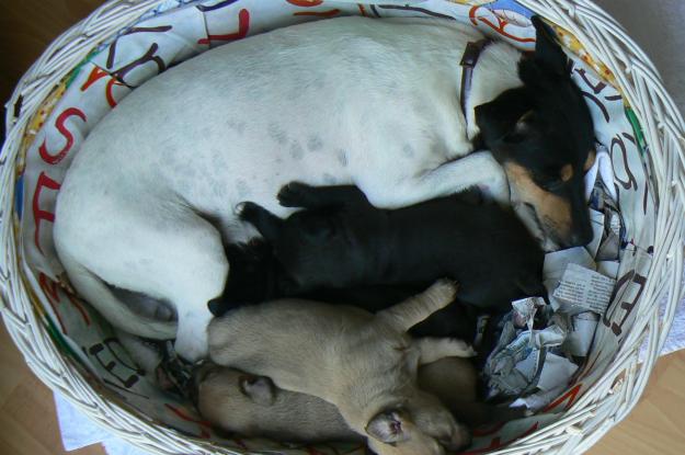 Se ofrecen tres cachorros de perra bodeguera andaluza, para ser adoptados,