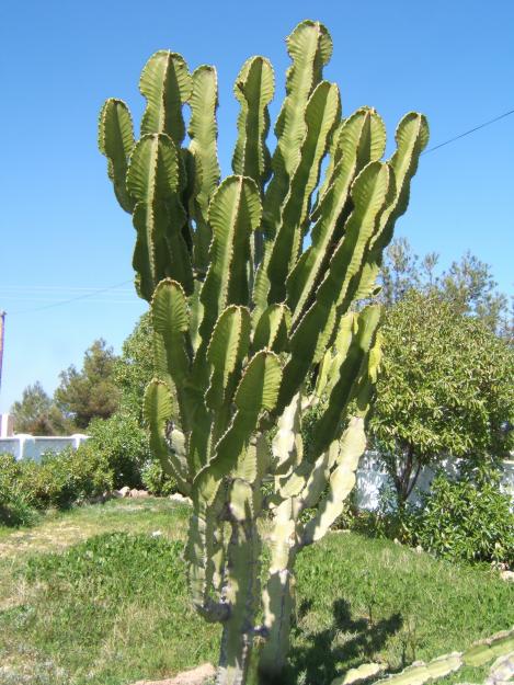 Se venden o se cambian cactus