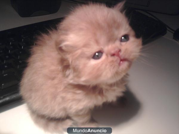 VENTA DE GATITOS PERSAS LISTOS PARA NAVIDAD!!