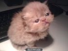 VENTA DE GATITOS PERSAS LISTOS PARA NAVIDAD!! - mejor precio | unprecio.es