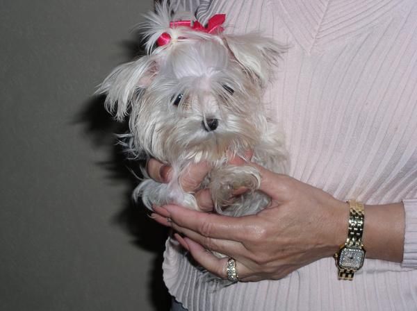 4 lindo y adorable cachorro maltés