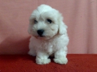 BICHON MALTES , CACHORROS BLANQUITOS COMO LA NIEVE LINDISIMOS !!! - mejor precio | unprecio.es