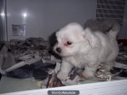 cachorritos de Bichon Maltes a 275 euros - mejor precio | unprecio.es