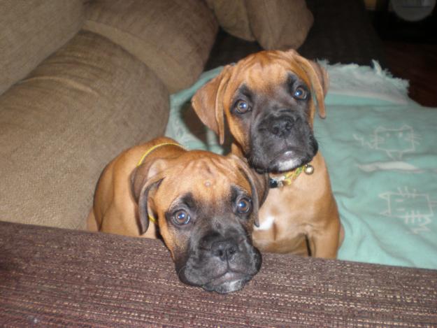 cachorros boxer