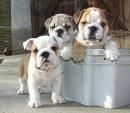 Encantadora cachorros bulldog  Inglesss