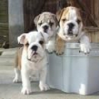 Encantadora cachorros bulldog  Inglesss - mejor precio | unprecio.es