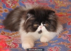 gatito persa bicolor disponiblre - mejor precio | unprecio.es