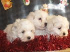 Navidades perfectas con tu bichon maltes - mejor precio | unprecio.es