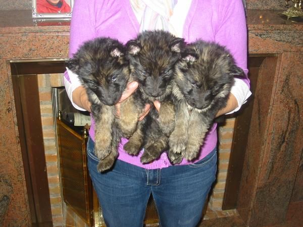 Pastores alemanes,cachorros,machos y hembra,pedigree.