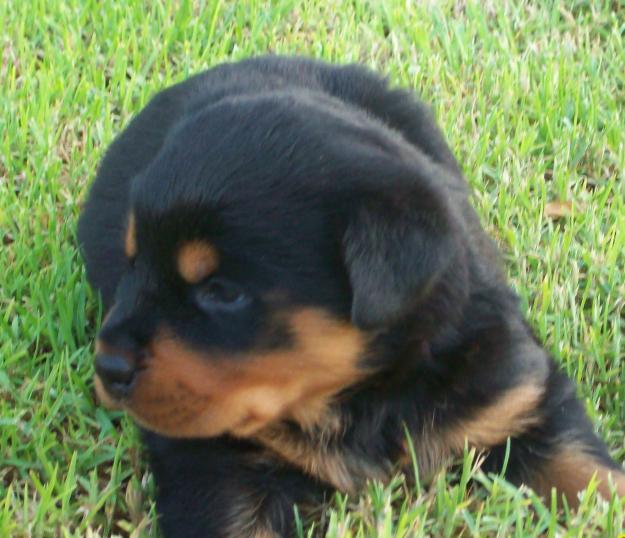 ROTTWEILER