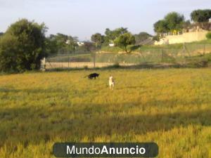 CANGURO DE MASCOTAS (guardería y paseadora) particular y económica