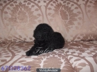 Perro de Agua Español..con Pedigree - mejor precio | unprecio.es