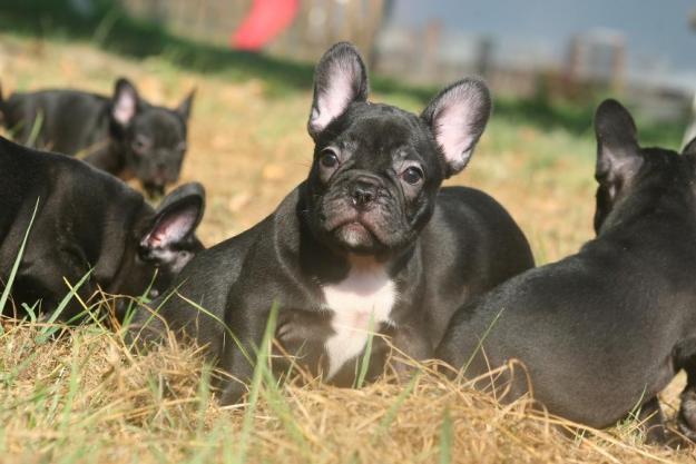 Bulldog Francés , ejemplares de excelente calidad, máxima seriedad