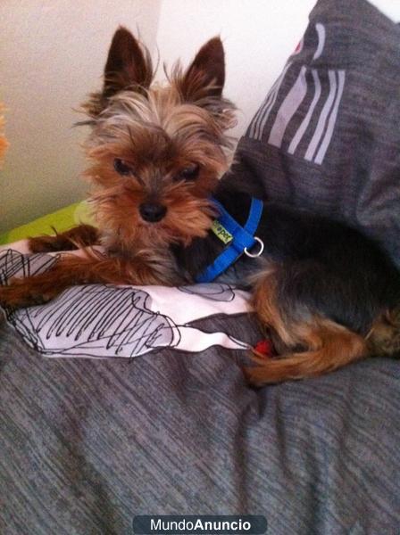 busco yorshire hembra para monta