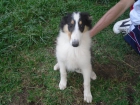 cachorro rough collie - mejor precio | unprecio.es