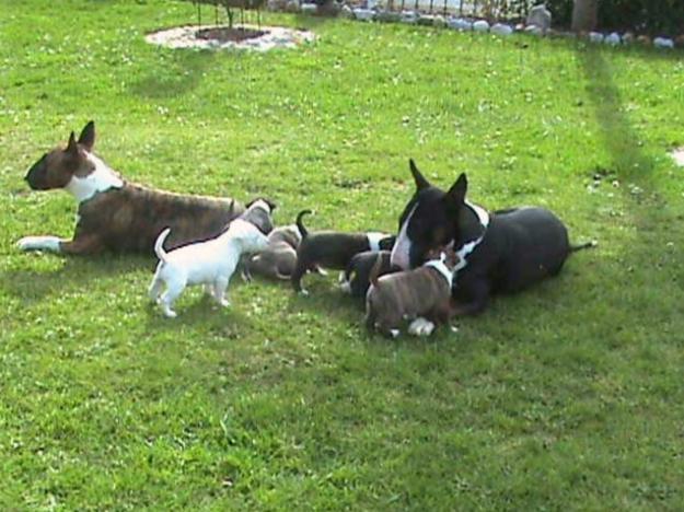 Cachorros de bull terrier