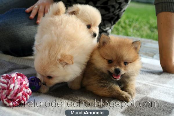 Cachorros de pomerania naranja-marron