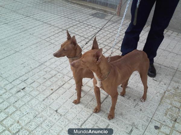 Camada de podencos andaluces