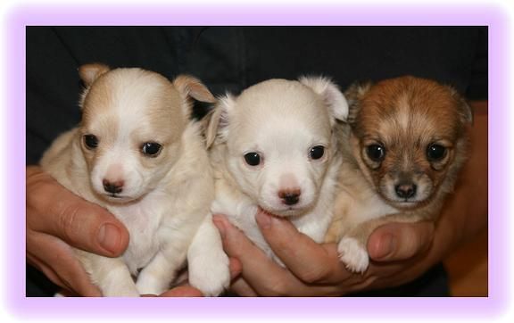 Chihuahua cachorros hermosos