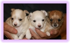 Chihuahua cachorros hermosos - mejor precio | unprecio.es