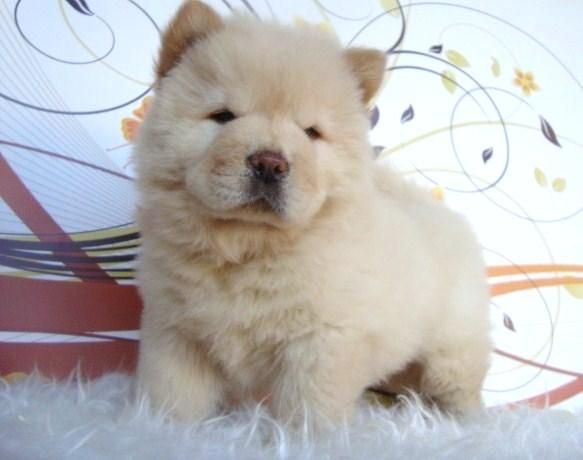 CHOW CHOW CAMADA DE COLOR BLANCO