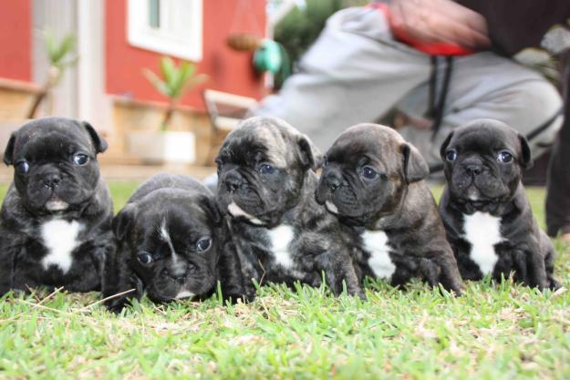 FABULOSA CAMADA DE BULLDOG FRANCES