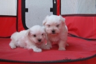 Malteses cachorros miniatura con pedigri. Una pasada. - mejor precio | unprecio.es