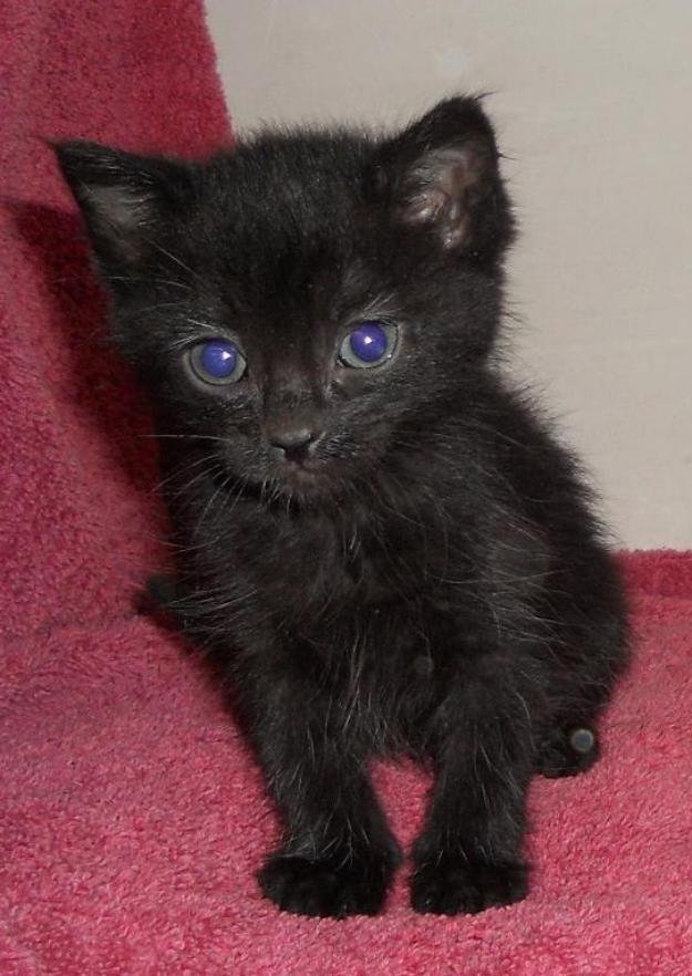 Nela, gatita negra su hermano ha sido adoptado y esta triste