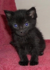 Nela, gatita negra su hermano ha sido adoptado y esta triste - mejor precio | unprecio.es