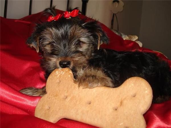 perrita yorkshire