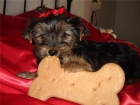 perrita yorkshire - mejor precio | unprecio.es