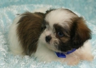 Shih Tzu cachorro disponibles para la venta - mejor precio | unprecio.es